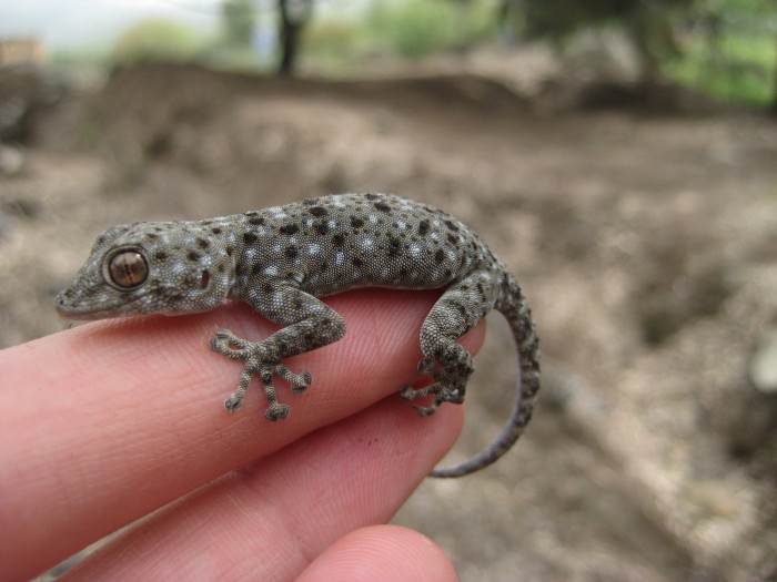 Israel 082.jpg (1 MB)